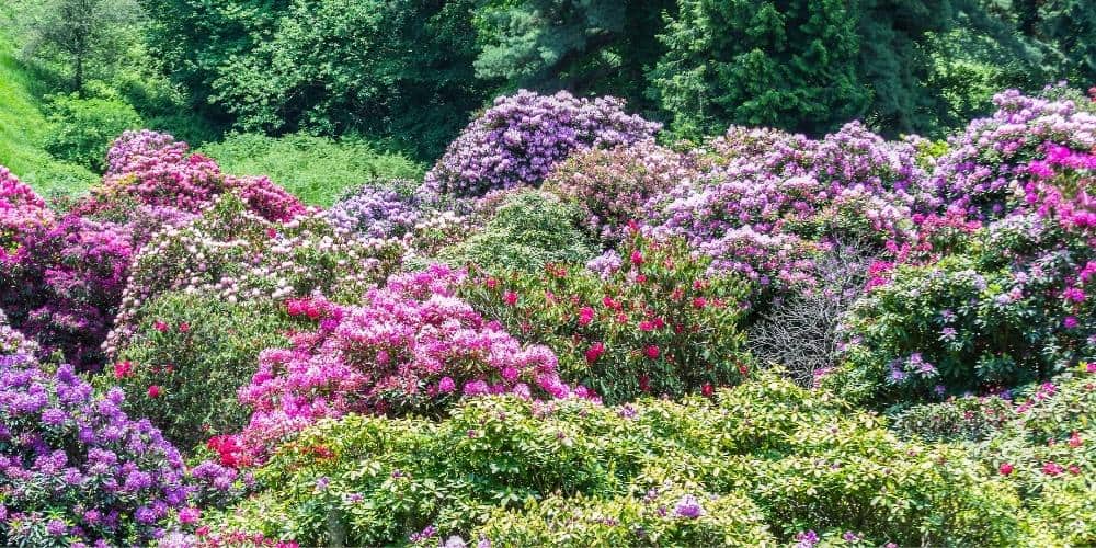 Flowers in bloom in Italy: Rhododendrons in Oasi Zegna in Piedmont 